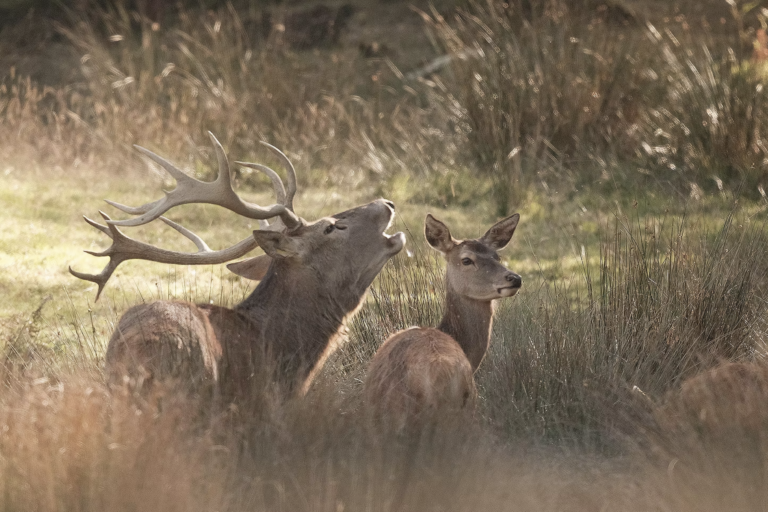 Cerf qui braie et biche